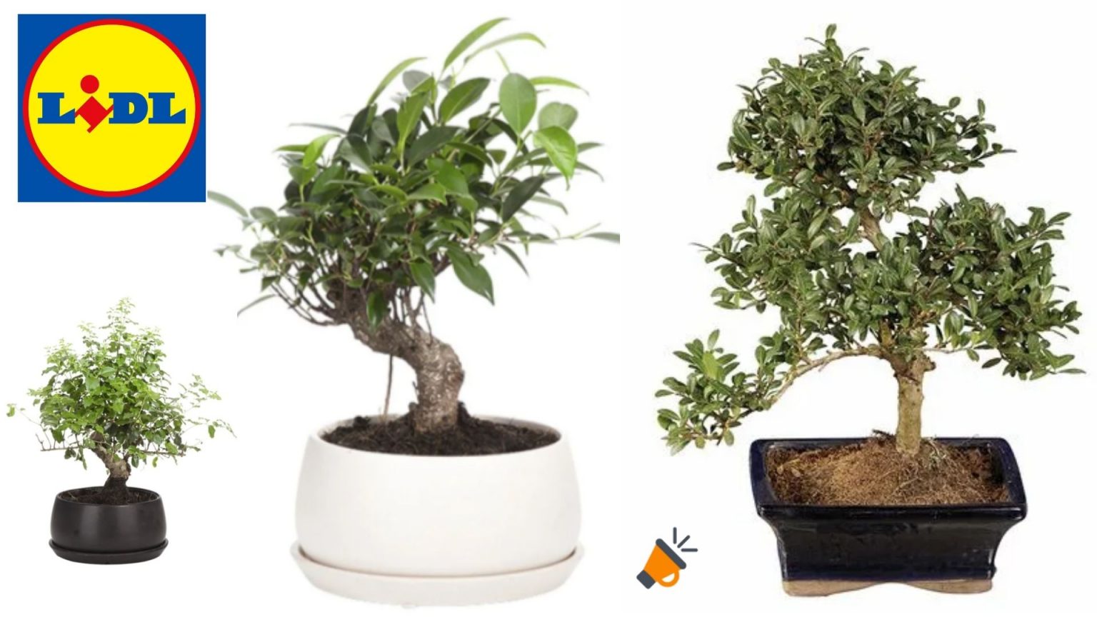 Bonsái de 5 años en diferentes variedades por SOLO 7,99€ en Lidl